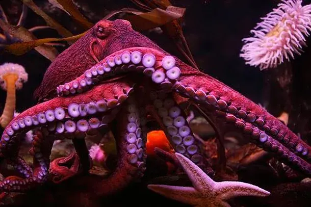 Conheça os 7 animais mais inteligentes do planeta terra